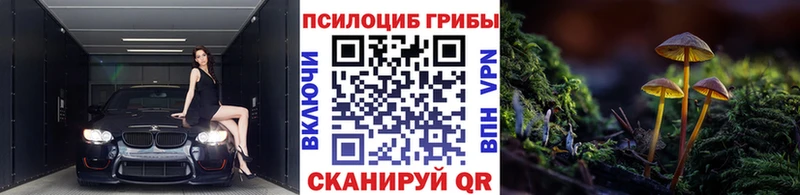 Псилоцибиновые грибы мицелий  купить наркотики сайты  Кодинск 